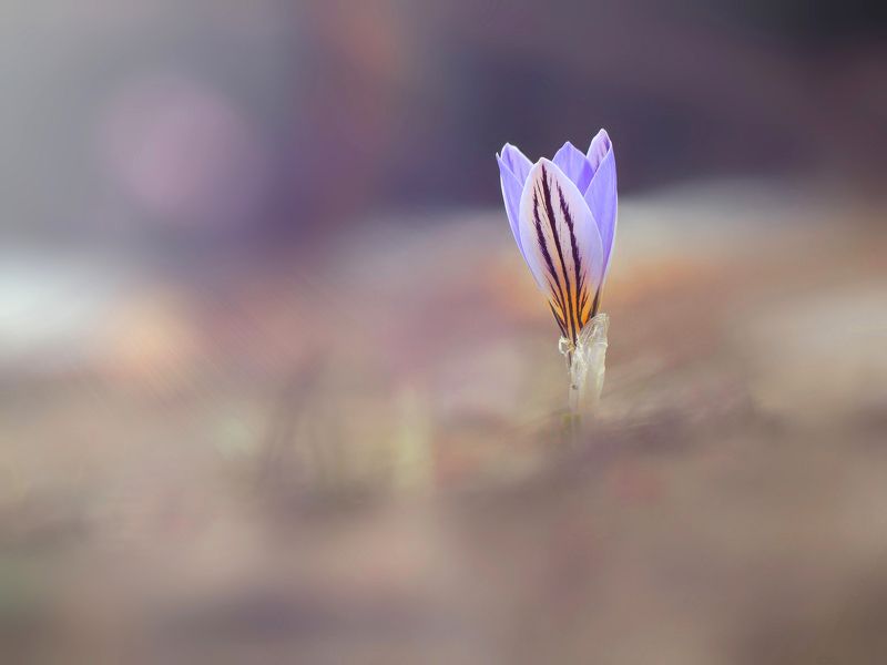 Новая весна фото превью