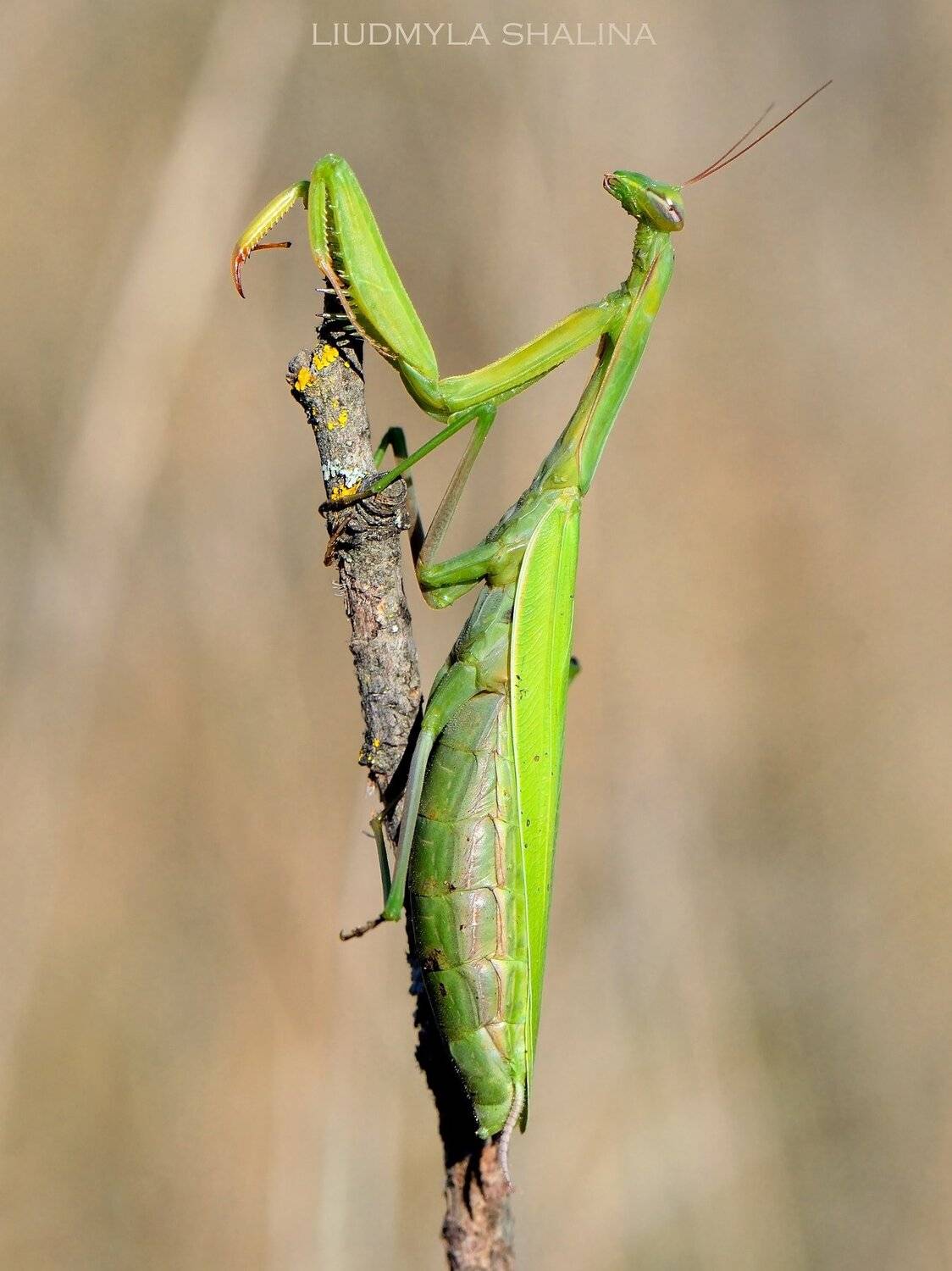 богомол , природа , зеленый , лето , Людмила Шалина