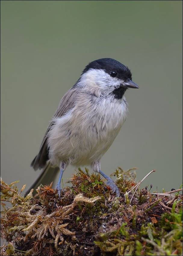 гаичка, Андрей Медведев