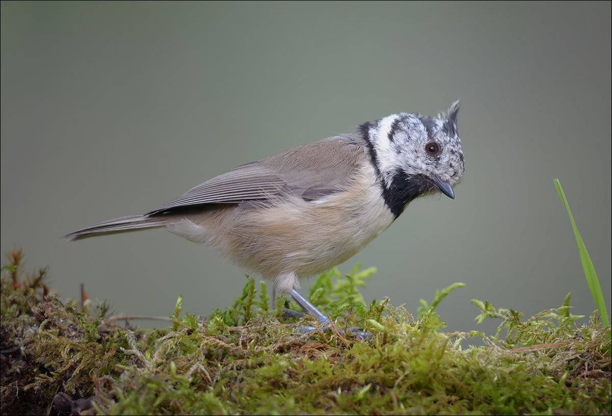 гренадёрка, Андрей Медведев