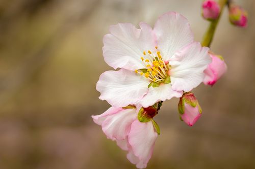 flowers of almond trees