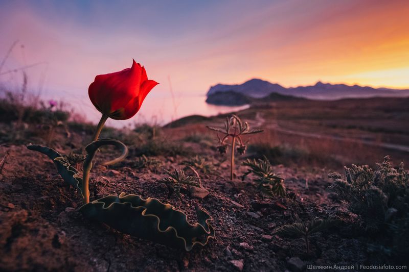 крым,  коктебель Тюльпан Шренка в Тихой бухте. Уже совсем скоро эти тюльпаны вновь зацветут. Ну а те кто любит целые поля тюльпанов ринутся на их поиски на Керченский полуостров, к Кояшскому озеру. Там, на нетронутых цивилизацией полях, можно найти десятки тысяч этих прек фото превью