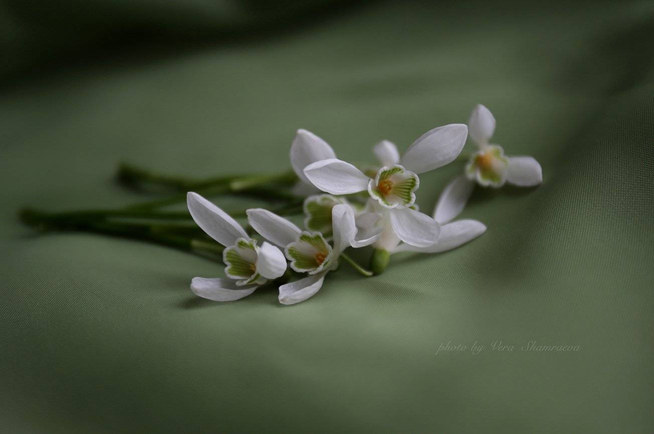 первоцветы, Вера Шамраева