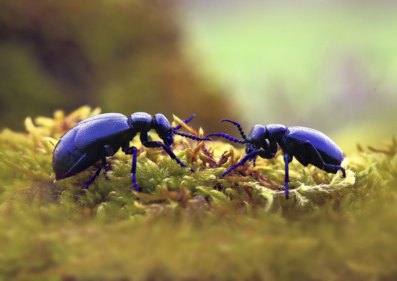 ... Коррида. фото превью