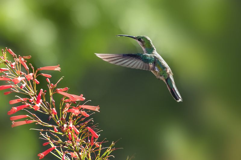 Hummingbird фото превью