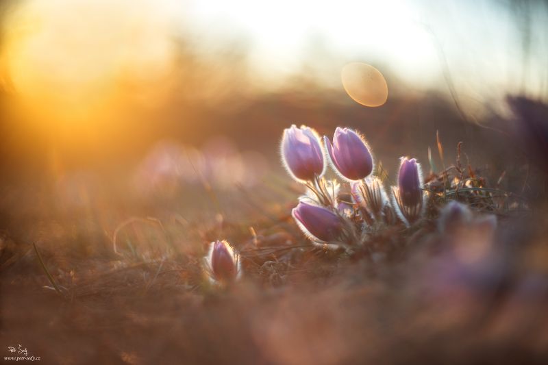 Sunset фото превью
