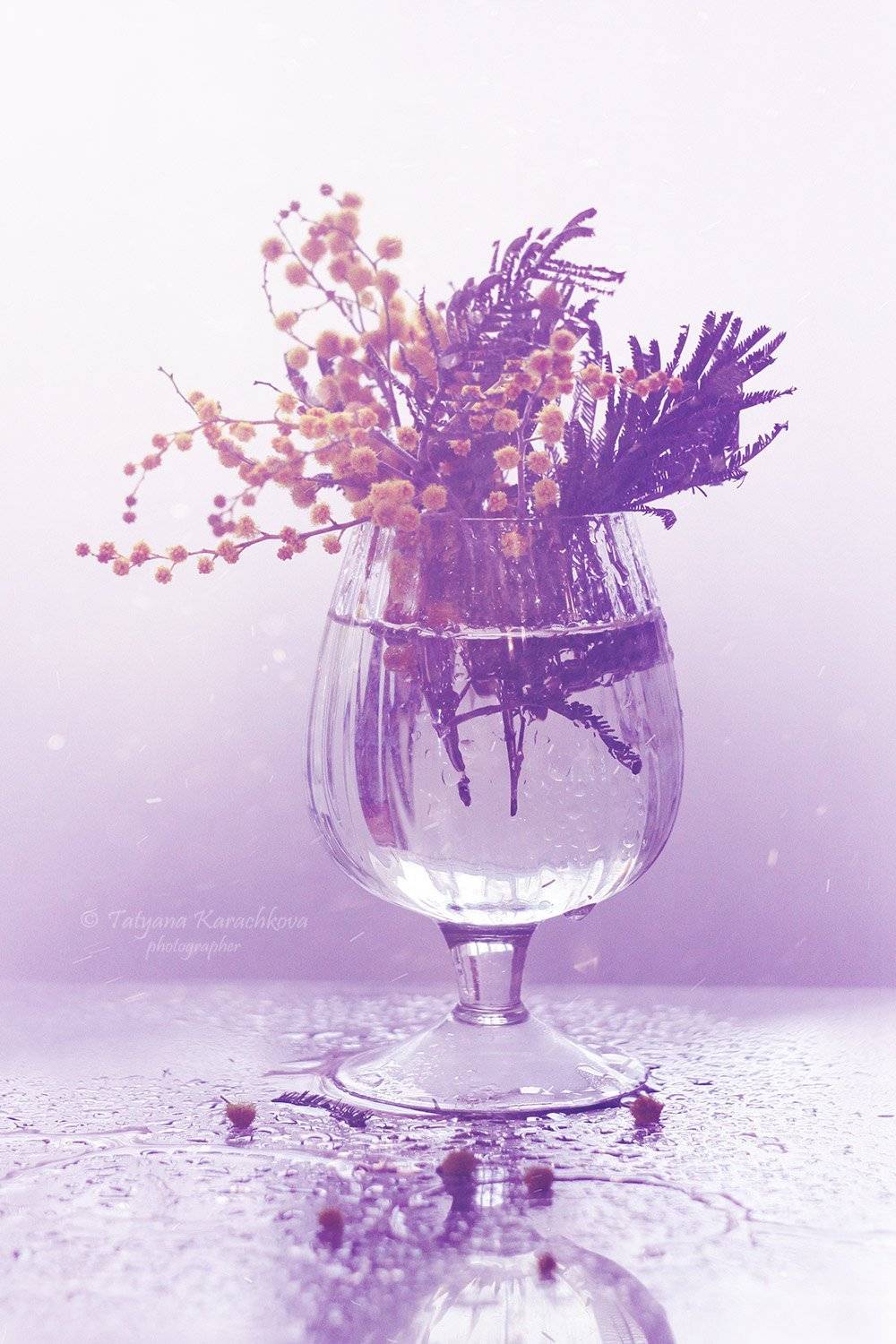 натюрморт, мимоза, весна, Tatyana Karachkova