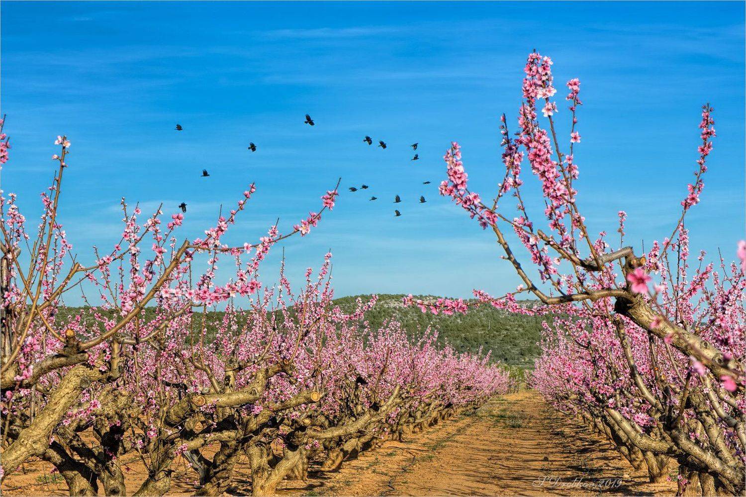 весна, пейзаж, сад, небо, птицы, Sergey Drobkov