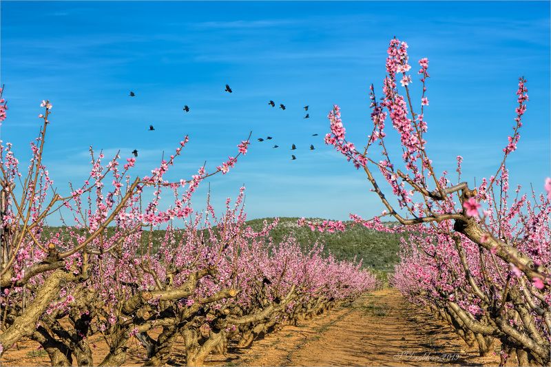 весна, пейзаж, сад, небо, птицы Весна фото превью