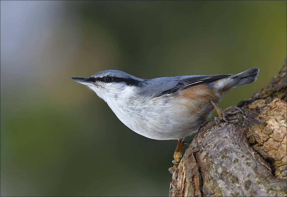 поползень, Андрей Медведев