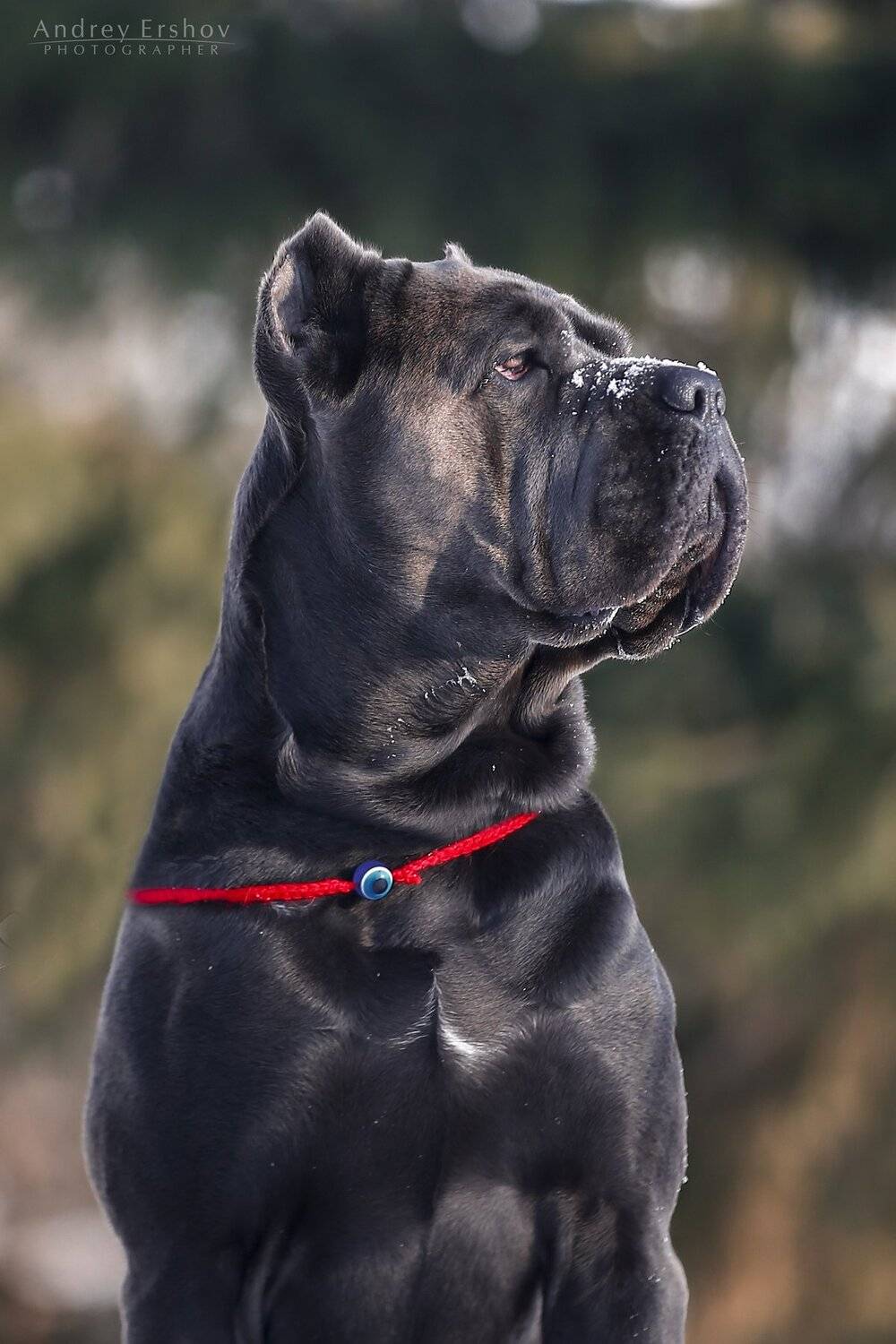 , Андрей Ершов