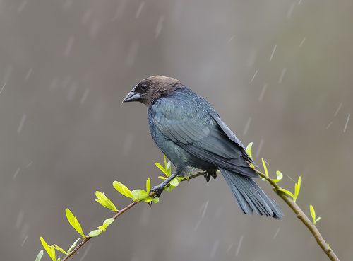 Буроголовый коровий трупиал - Brown-headed Cowbird