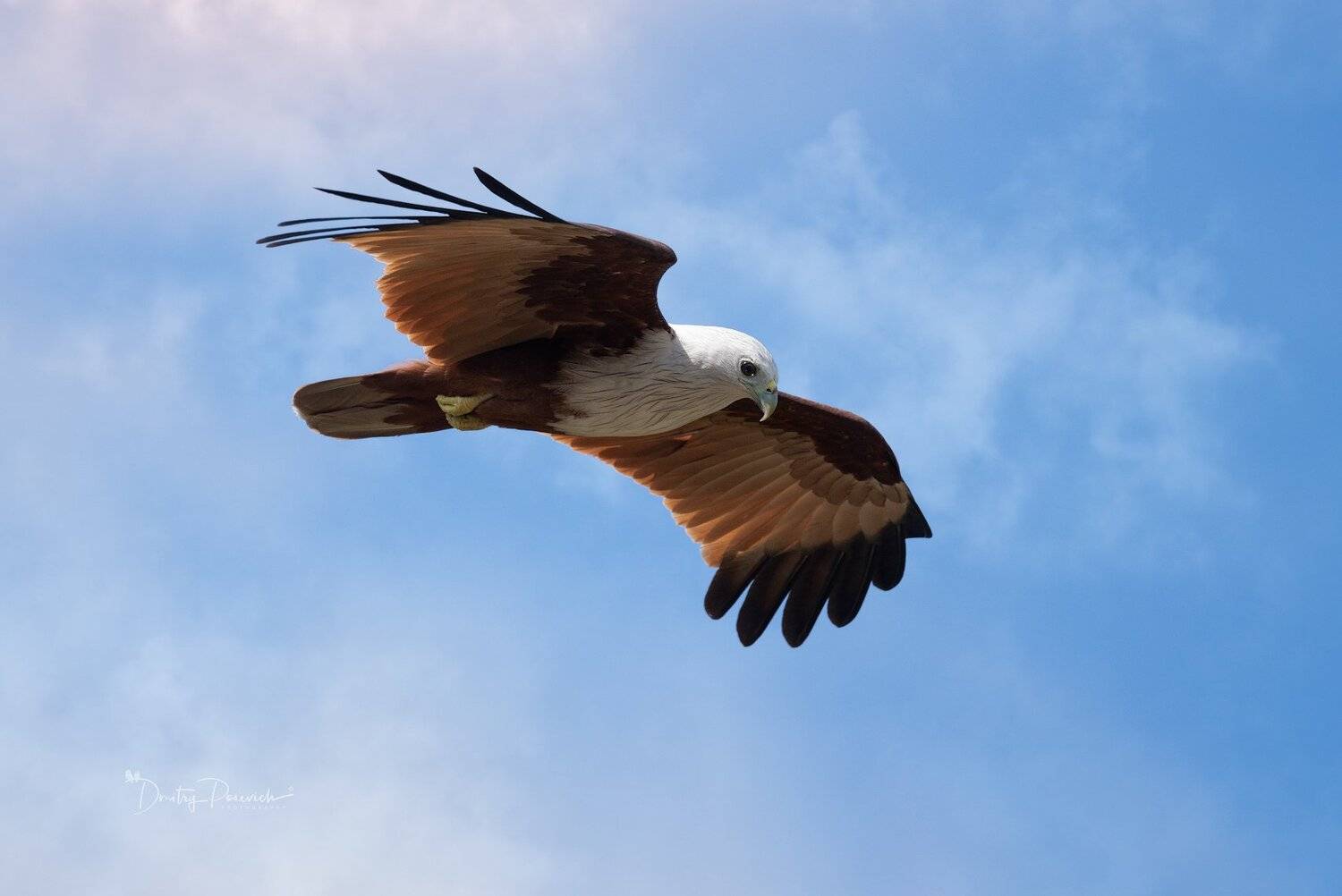 природа, животные, птицы, вьетнам, остров фукок, Дмитрий Посевич