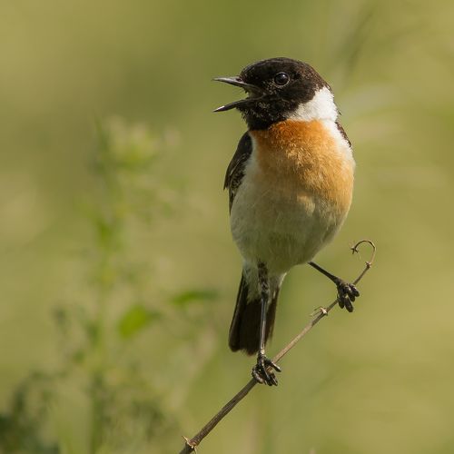 Чекан черноголовый