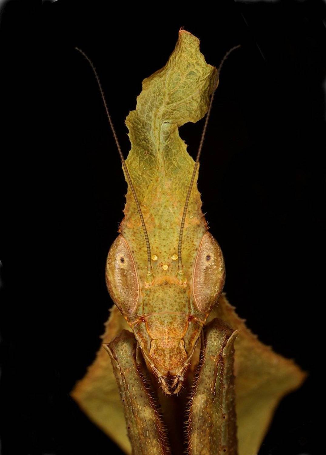 богомол, phyllocrania, paradoxa, Александр Зорин