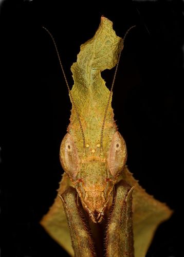 Phyllocrania paradoxa