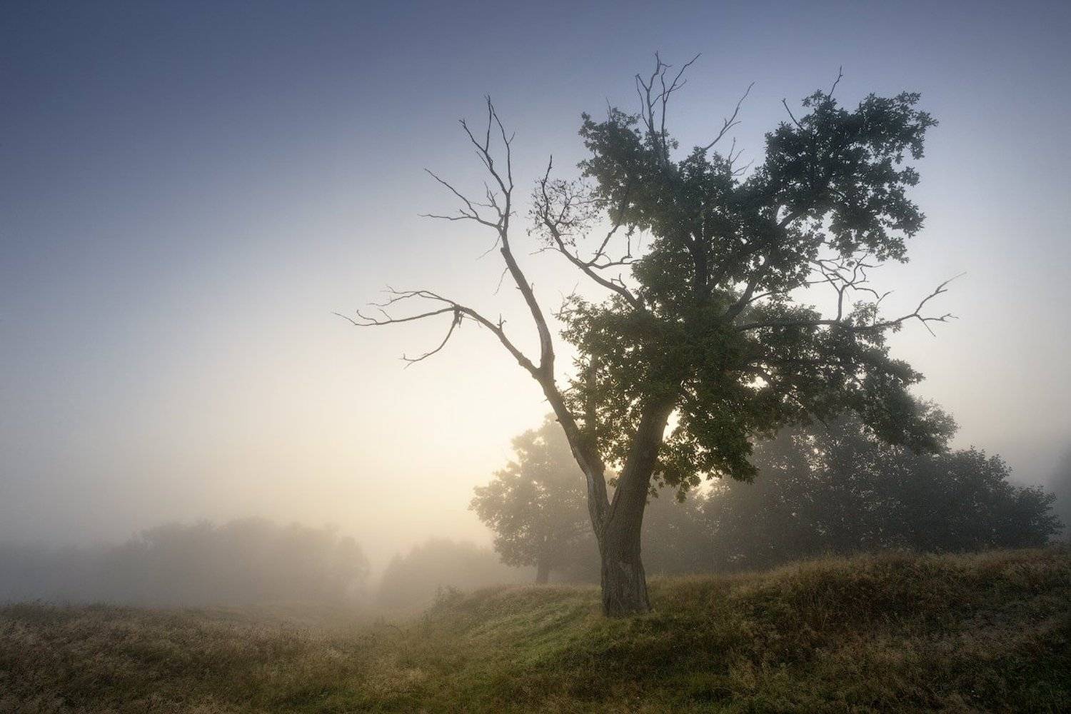 природа утро солнце туман деревья, Михаил Корнилов