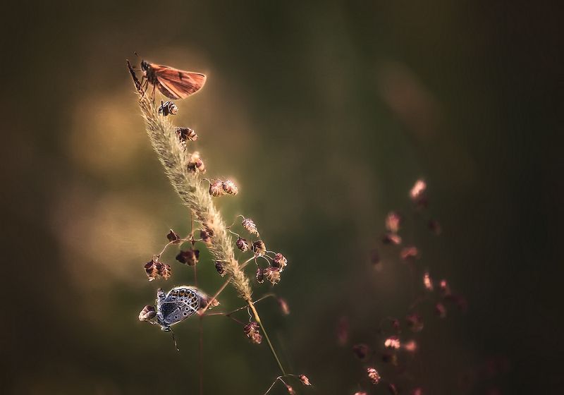 ..летнее.. фото превью