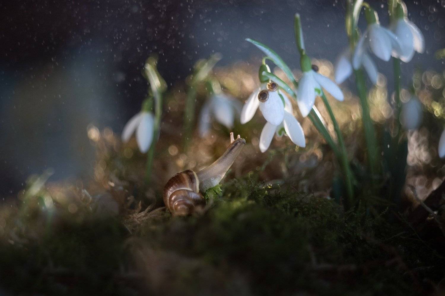 , Тарасова Ольга