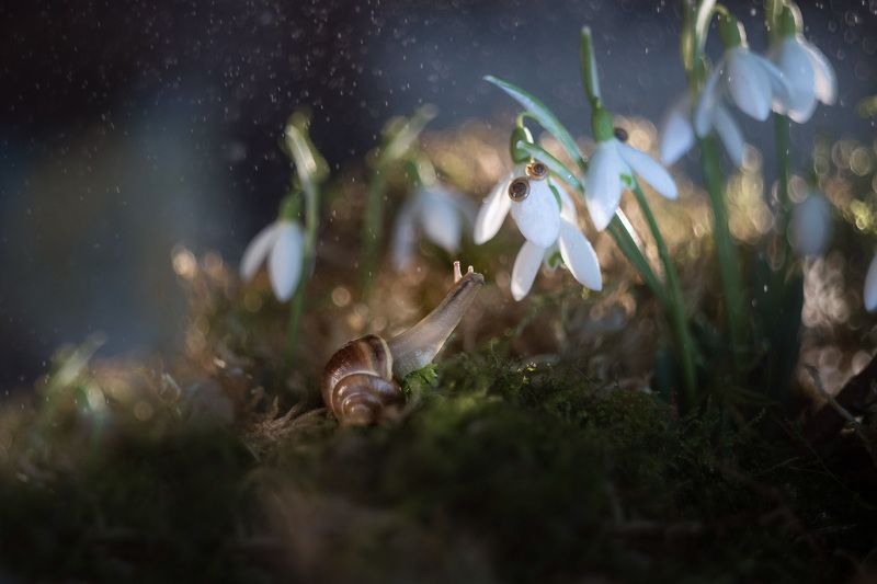 . фото превью