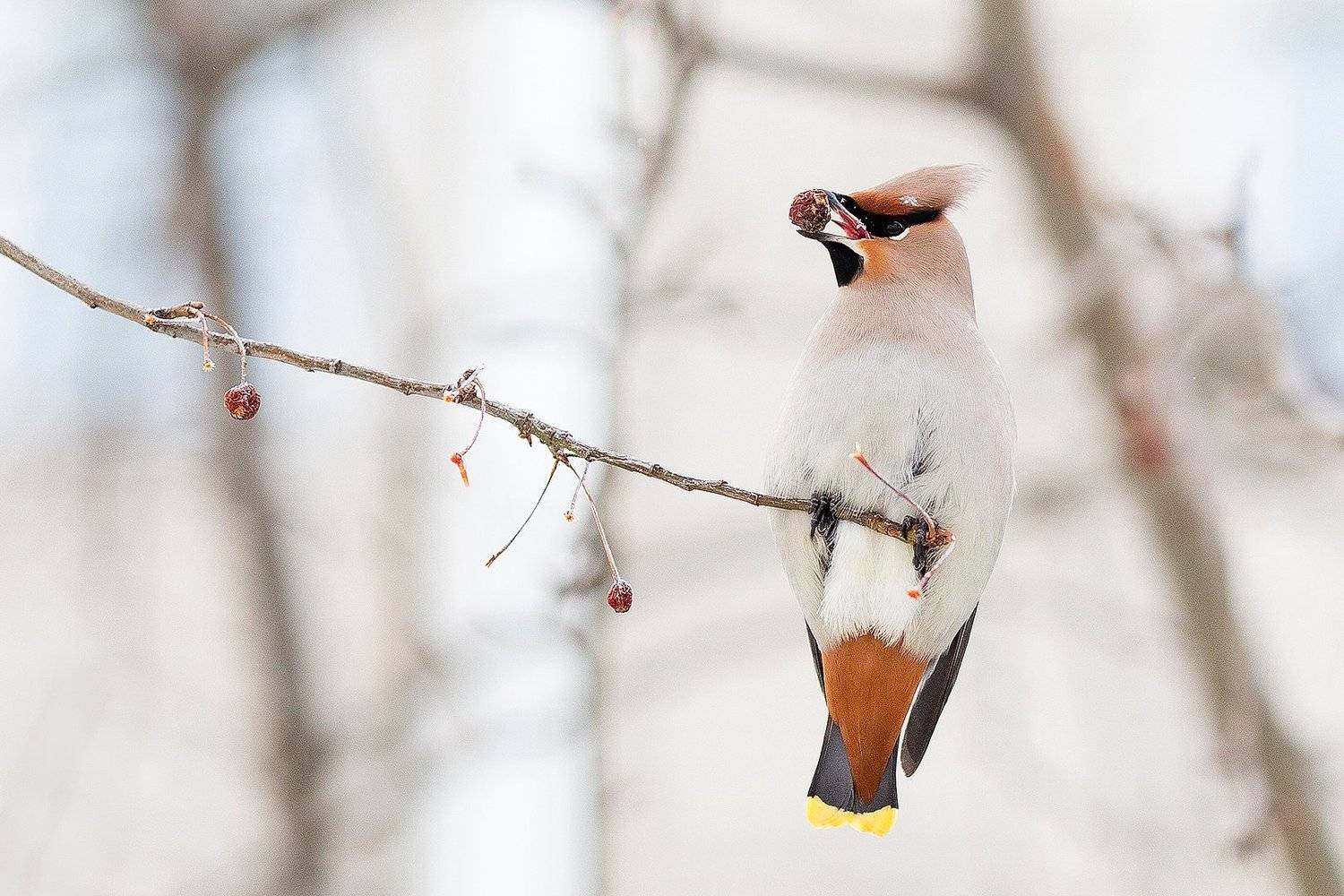 , Сосновских Вячеслав