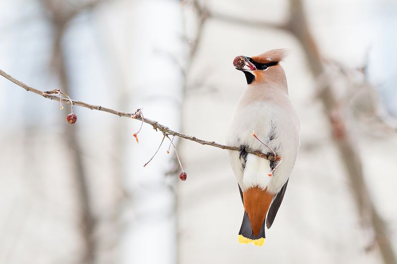Свиристель фото превью