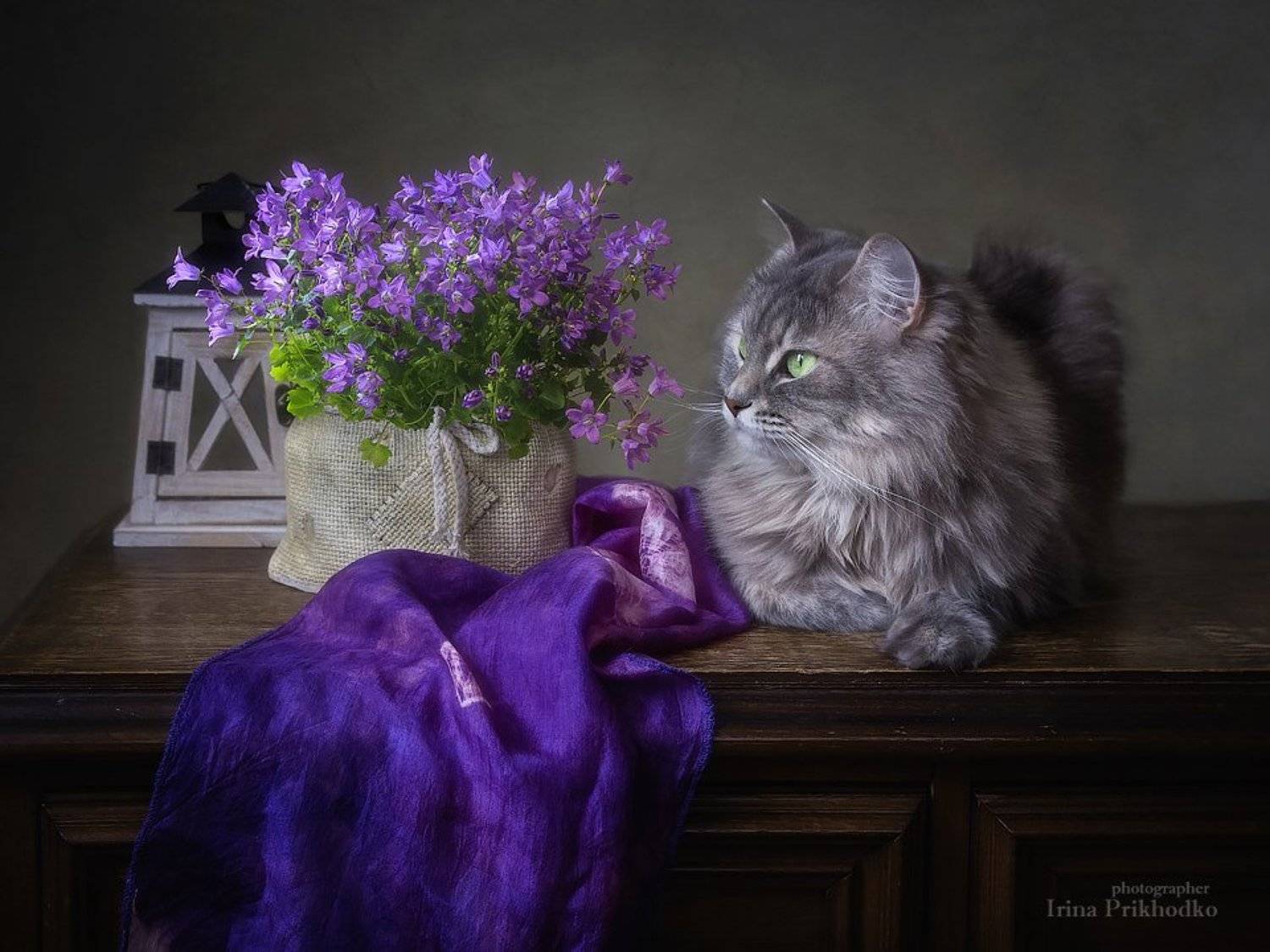 натюрморт, цветочный натюрморт, кошка Масяня, кампанула, корзина, котонатюрморт, Ирина Приходько