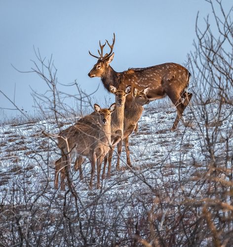 Бдительность.