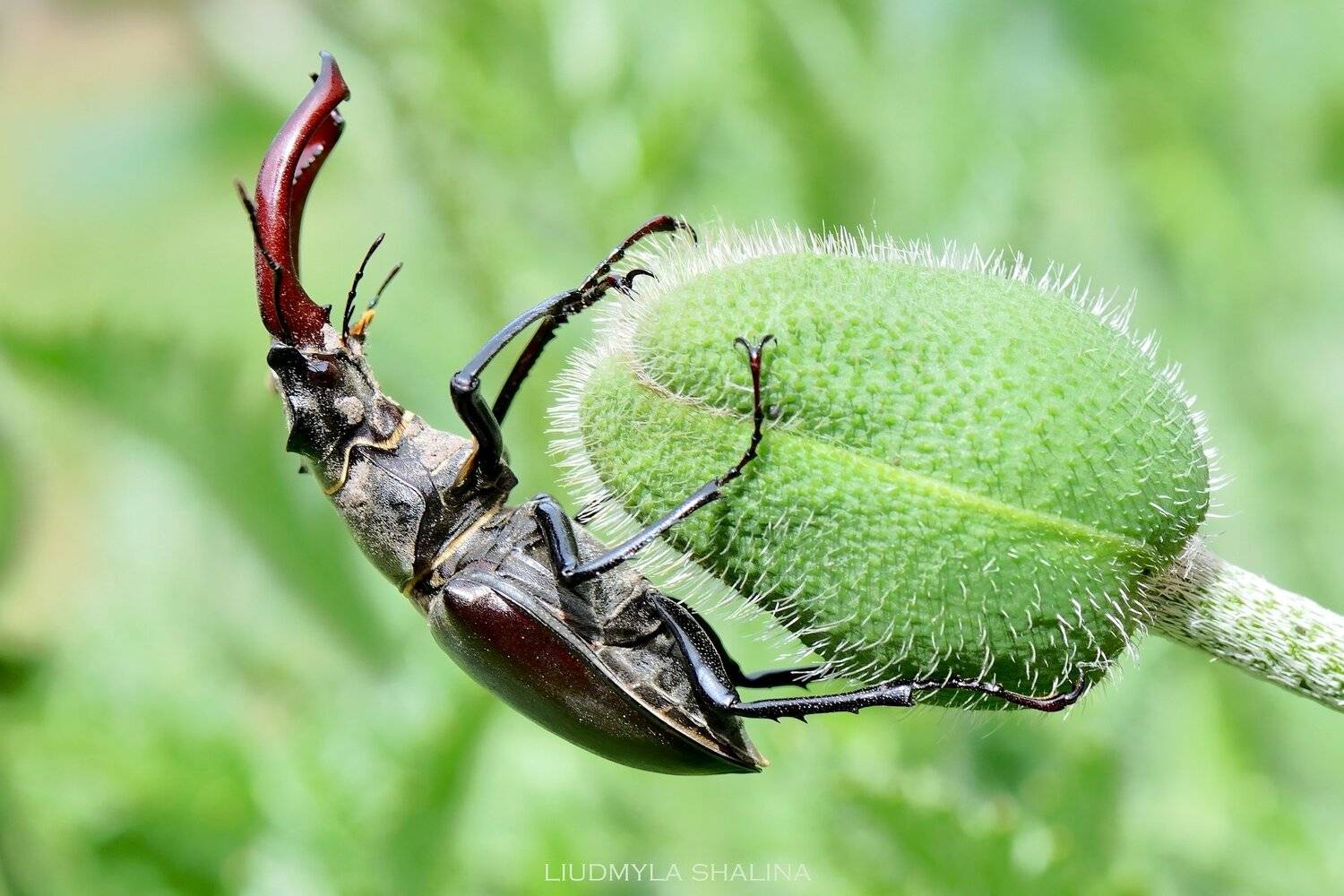 жук , жук-олень , природа , макро , рога , зеленый, Людмила Шалина