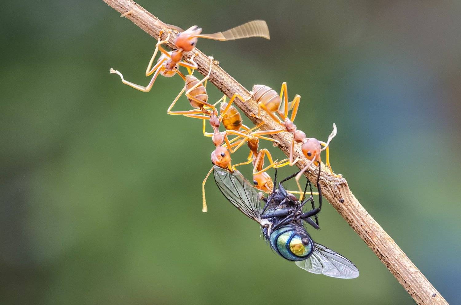 ants, fly, fighting, food, nature, KIN WAH WONG