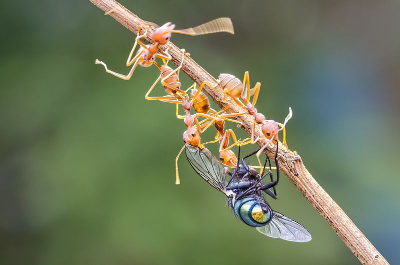 ants, fly, fighting, food, nature Fighting for Food фото превью