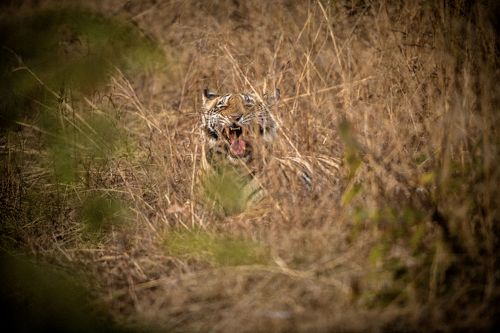 БЕНГАЛЬСКИЙ ТИГР