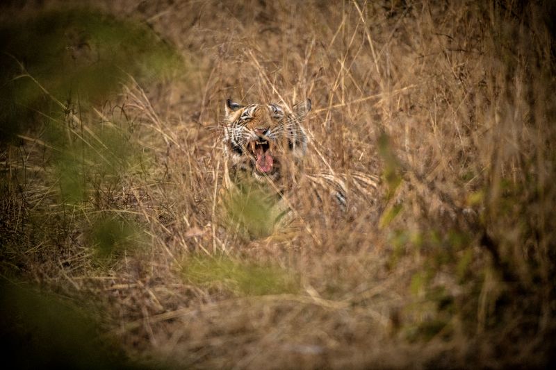 тигр   индия БЕНГАЛЬСКИЙ ТИГР фото превью