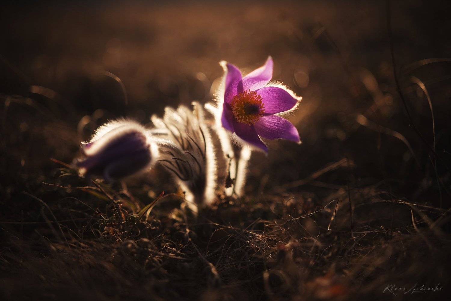 роман любимский, крым, весна, пейзаж, феодосия, Роман Любимский