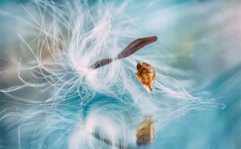 макро, пушинка, улитка, отражение, macro, fuzz, snail, reflection, *** фото превью