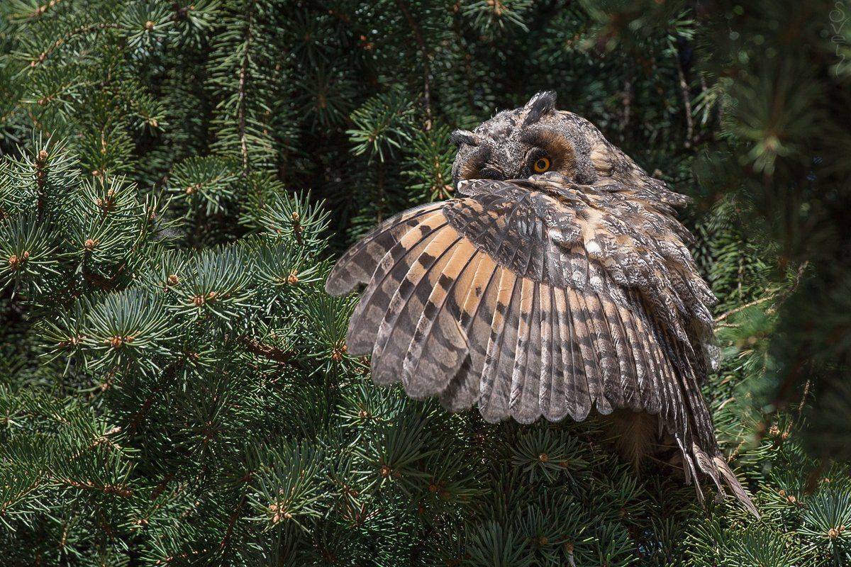 ушастая сова, Байбекова Светлана