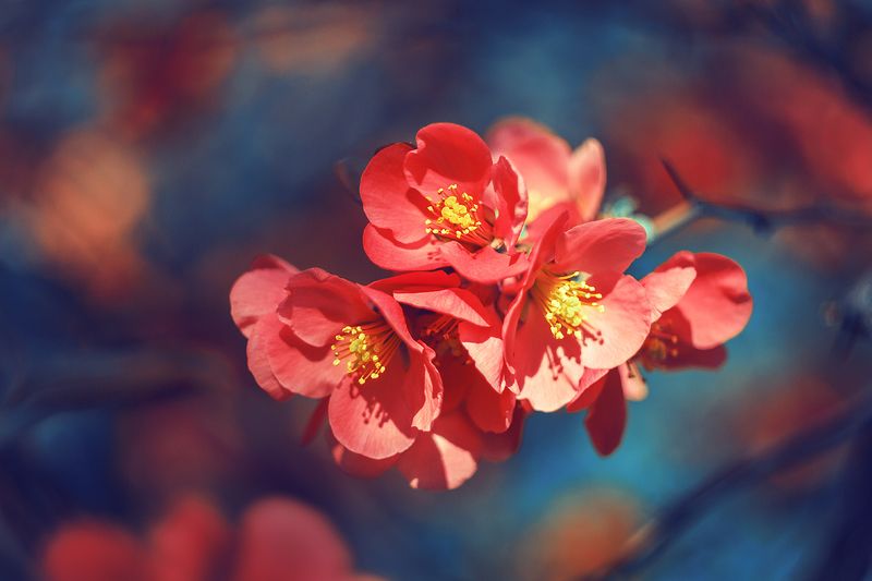 moment, момент, beautiful, красивый, nature, природа, beauty of nature, красота природы,  manual lens, мануальная оптика, helios-44m, flower, цветок, spring, весенний, red, красный, chaenomeles, хеномелес, Сон о цветущей весне… фото превью