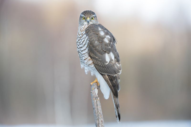 Перепелятник. фото превью