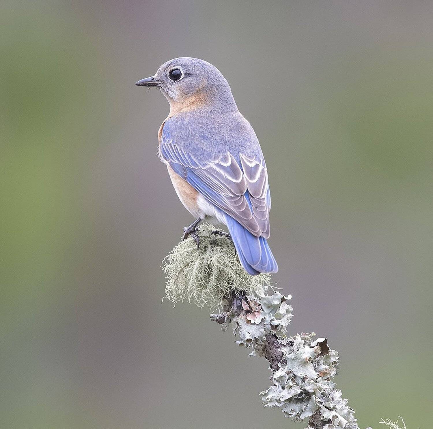 восточная сиалия, eastern bluebird, bluebird, Elizabeth Etkind