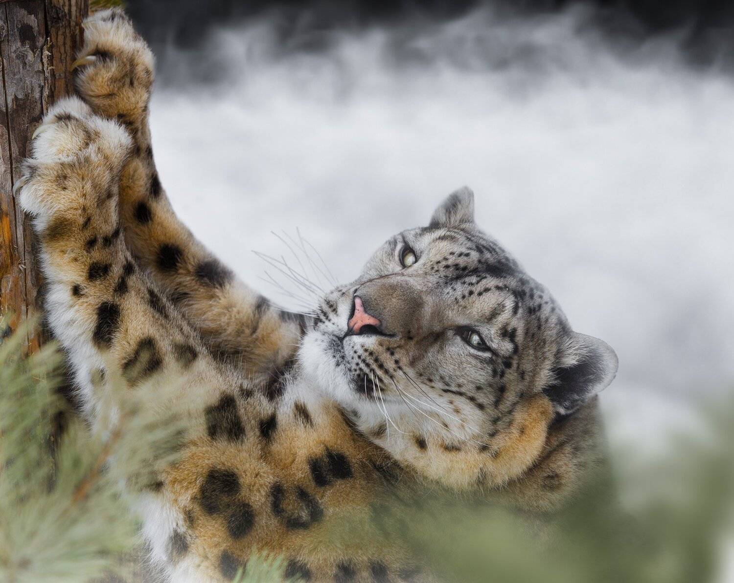 , Олег Богданов