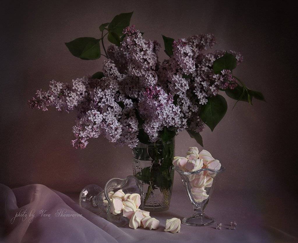 сирень зефир, Вера Шамраева