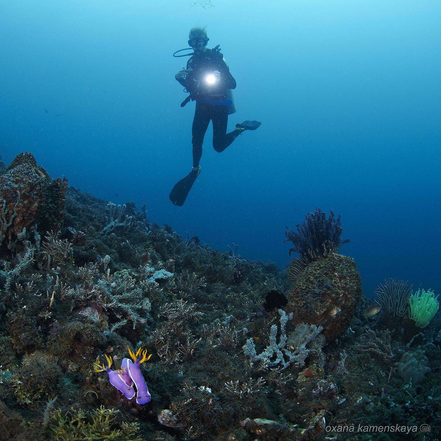 underwater  coral nudibrunch diver blue, Оксана Каменская