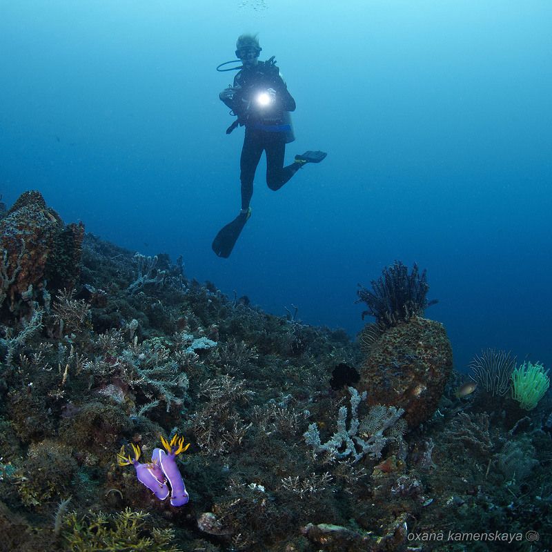 underwater  coral nudibrunch diver blue Семейка фото превью