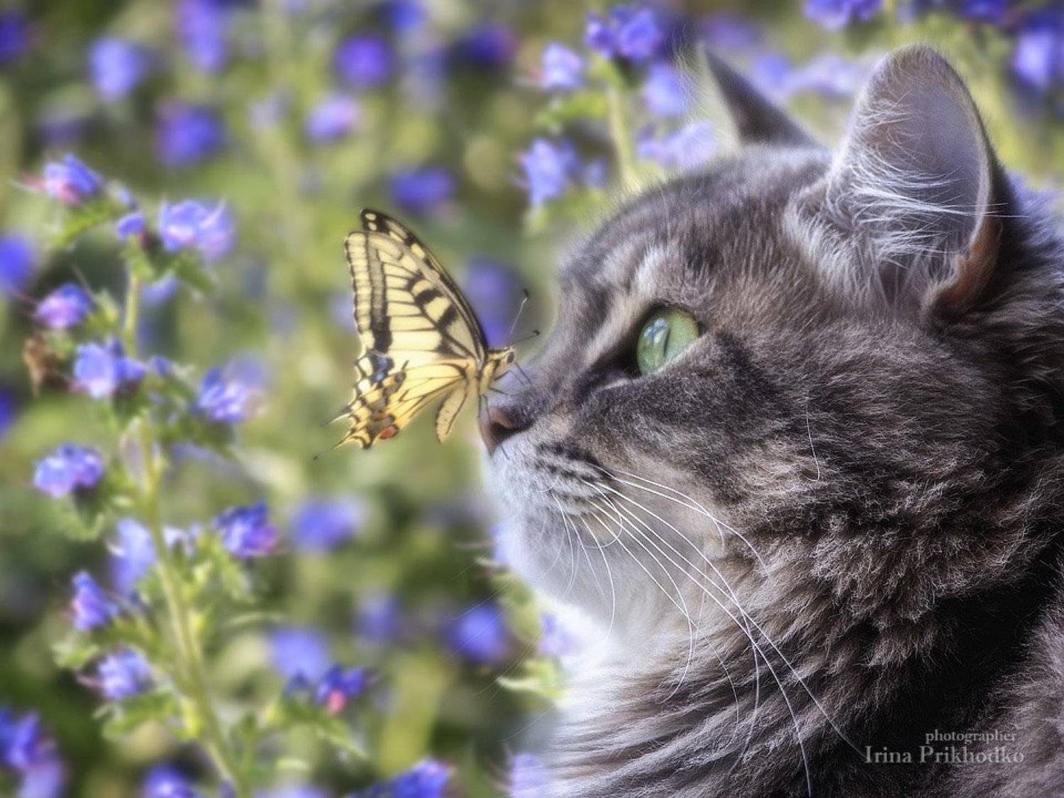 фото животных, кшка Масяня, бабочка Махаон, Ирина Приходько