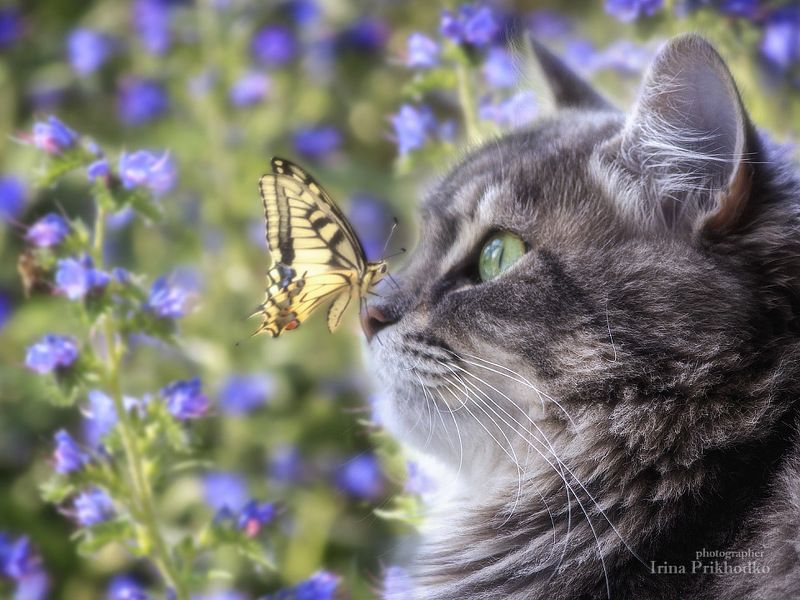 - Мама! Что это? фото превью
