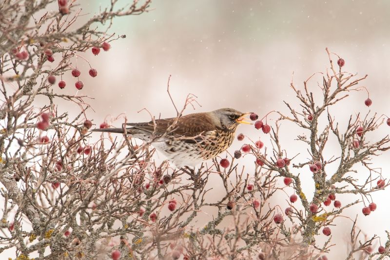 птицы, фауна, орнитология, птицы, животные Омномном фото превью