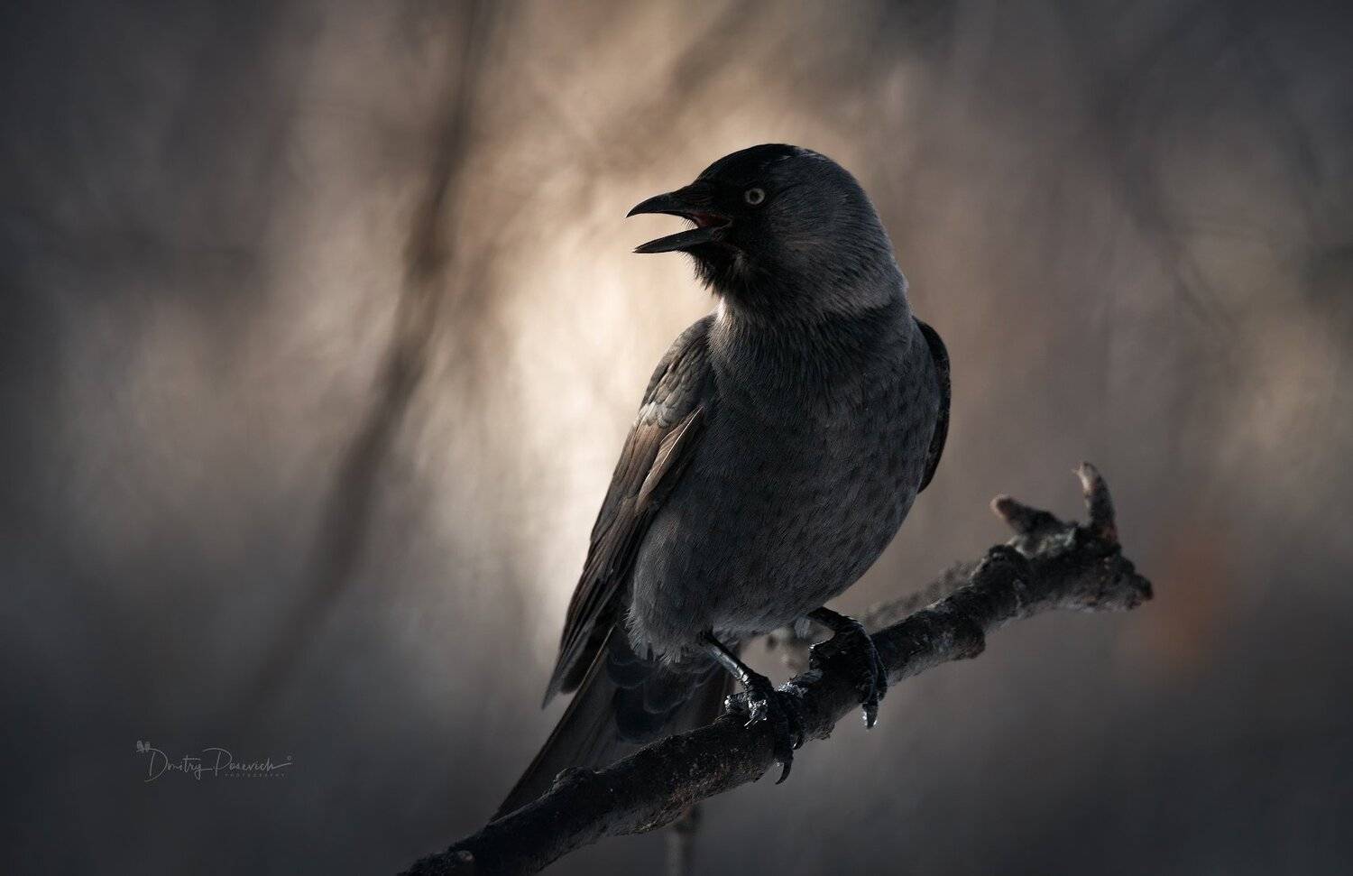 природа, животные, птицы, Дмитрий Посевич