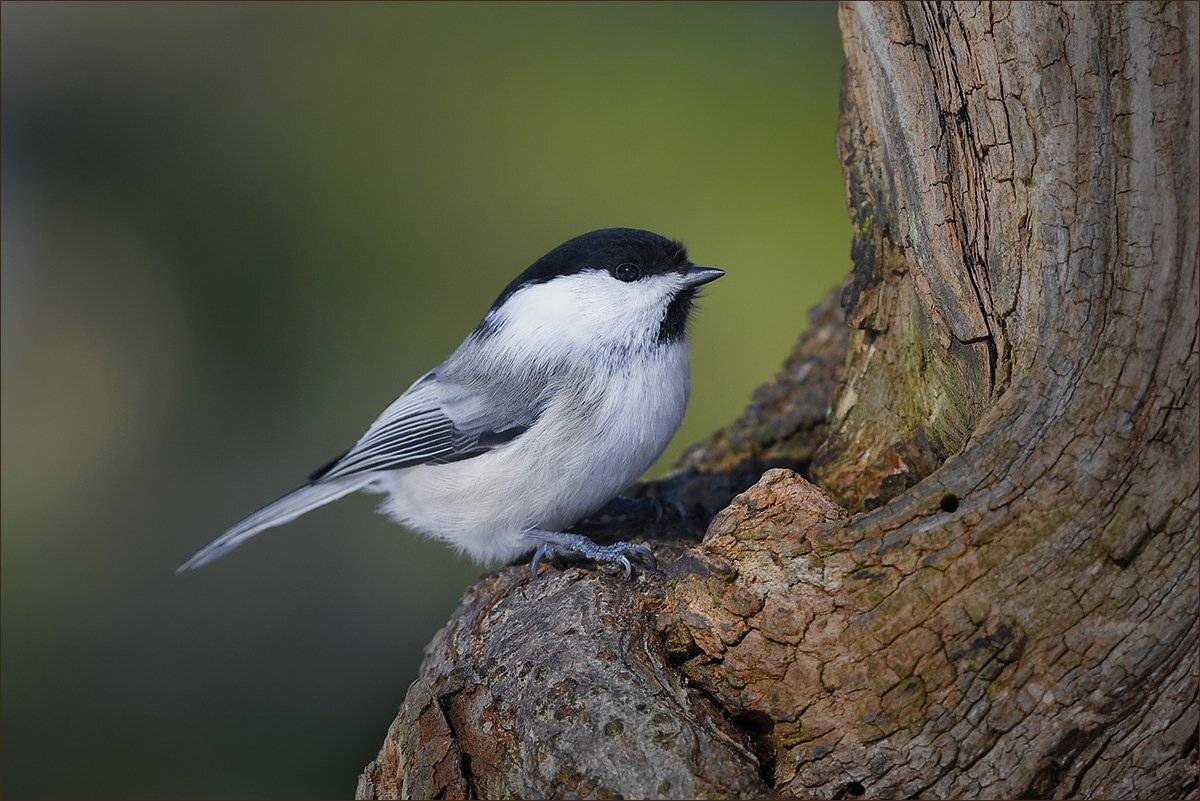 гаичка, Андрей Медведев