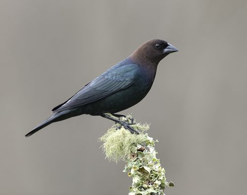Буроголовый коровий трупиал - Brown-headed Cowbird