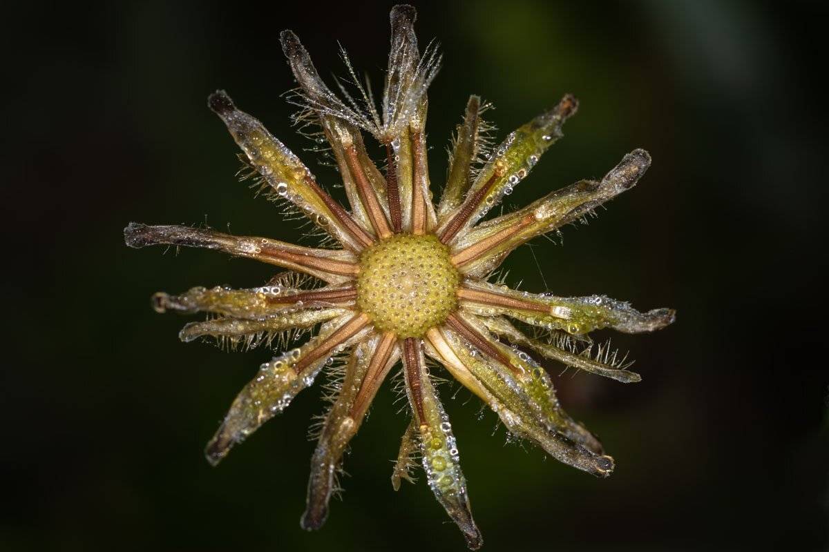 flowers, macro, nature, background, Nikolay Tatarchuk
